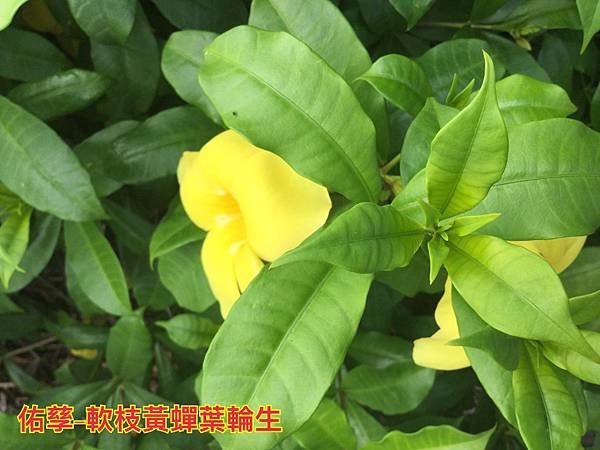 新竹市安親班-自然探索植物的身體(3上自然)