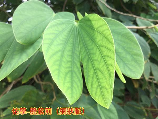 新竹市安親班-自然探索植物的身體(3上自然)