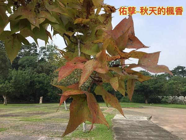 新竹市安親班-自然探索植物的身體(3上自然)