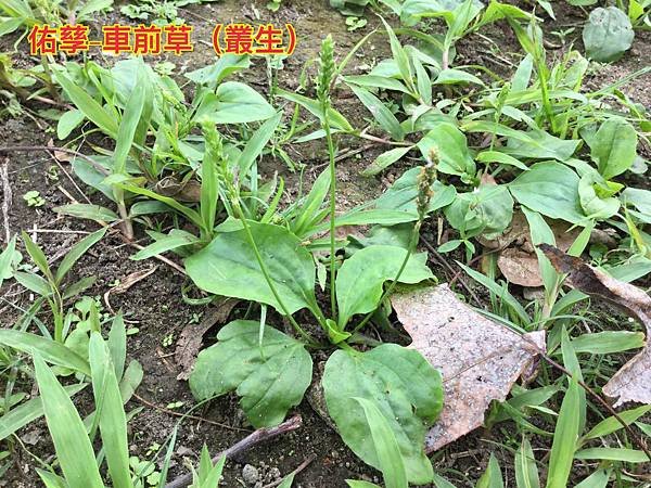 新竹市安親班-自然探索植物的身體(3上自然)