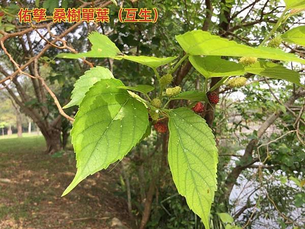 新竹市安親班-自然探索植物的身體(3上自然)