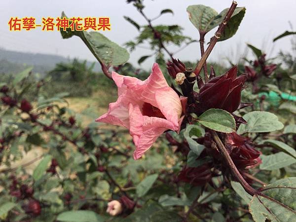 新竹市安親班-自然探索植物的身體(3上自然)