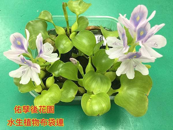 新竹市安親班-自然探索植物的身體(3上自然)