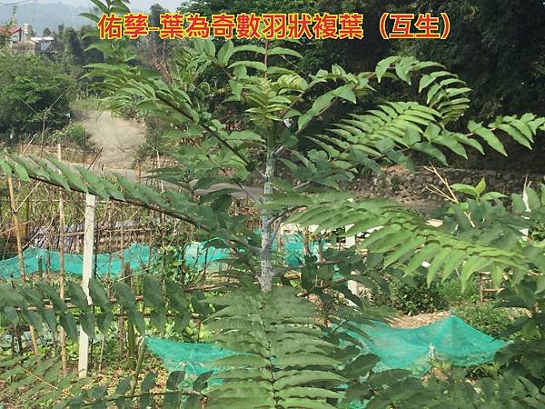 新竹市安親班-自然探索植物的身體(3上自然)