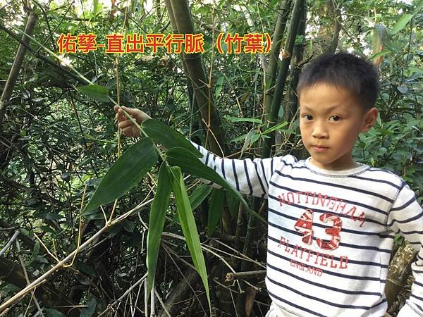 夏令營-自然探索植物篇