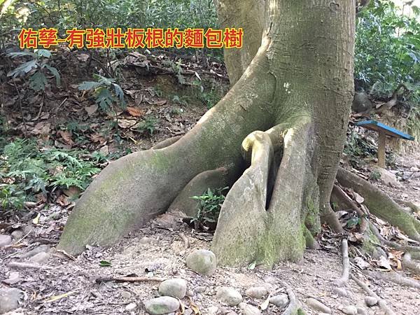 新竹市安親班自然探索來去高峰植物園