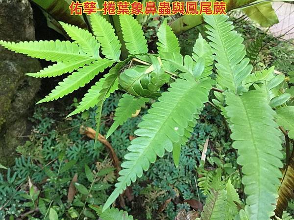 新竹市安親班-自然探索蕨類植物篇