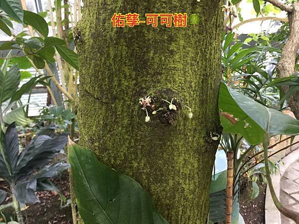 新竹市安親班-自然探索植物的身體(3上自然)