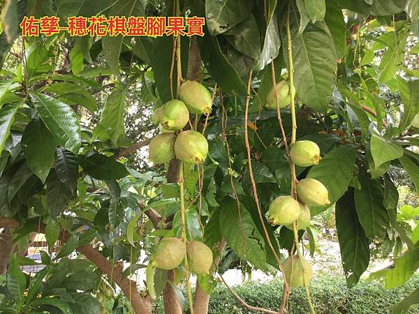 新竹市安親班-植物生態的研討與實作(5上自然)