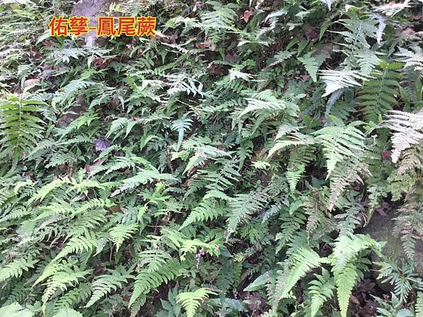 新竹市安親班-自然探索蕨類植物篇