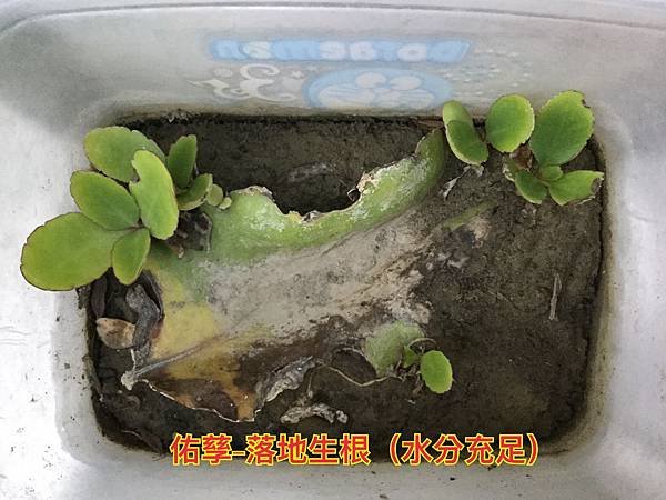 新竹市安親班-植物生態的研討與實作(5上自然)