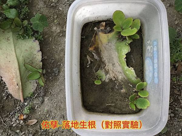 新竹市安親班-植物生態的研討與實作(5上自然)