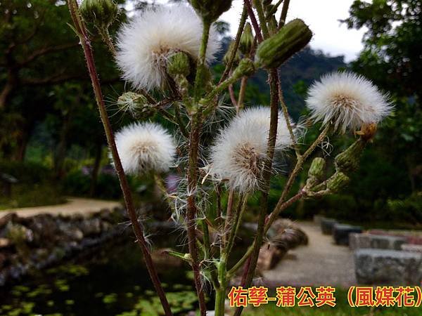 新竹市安親班-植物生態的研討與實作(5上自然)