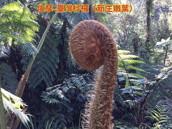 新竹市安親班-植物生態的研討與實作(5上自然)