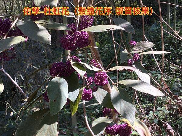 新竹市安親班-植物生態的研討與實作(5上自然)