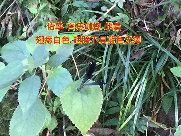 新竹市安親班-佑孳學苑昆蟲小教室(4下自然)