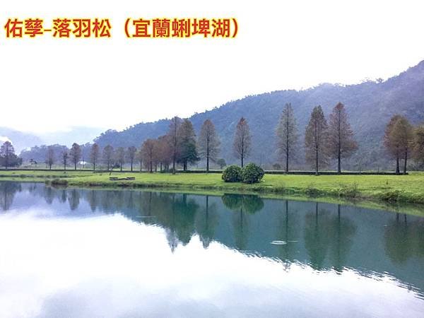 新竹市安親班-冬日風情(落羽松)