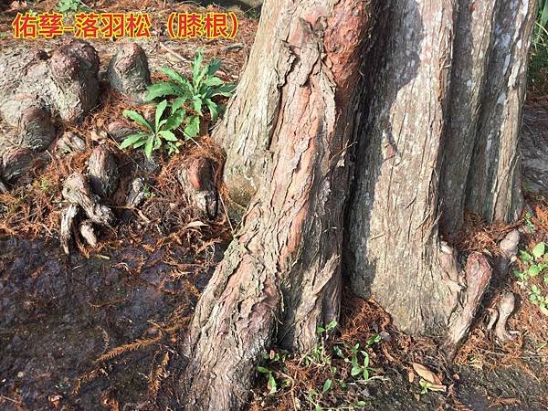 新竹市安親班-植物生態的研討與實作(5上自然)