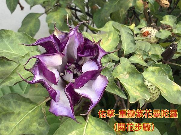 自然探索 - 大花曼陀羅