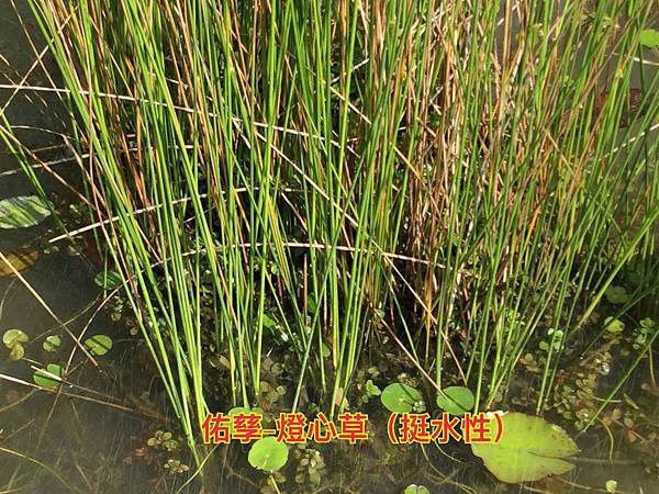 新竹市安親班-自然探索水中植物(4上自然)