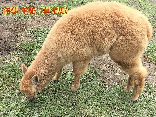 新竹市安親班-動物的生活(6上自然)