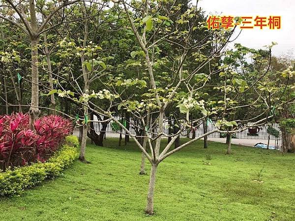 跟著國語課本遠足趣-油桐花.五月雪(3下國語文第七課)