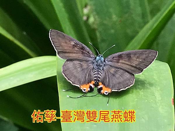新竹市安親班-翩翩飛舞蝶與蛾(鱗翅目)
