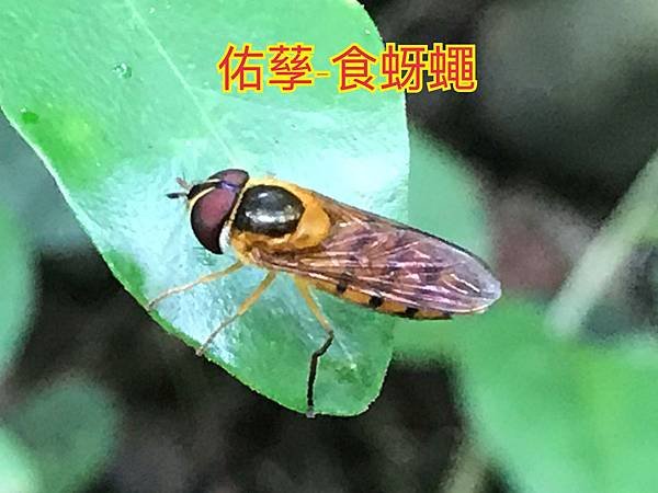 新竹市安親班-昆蟲王國(四下自然)