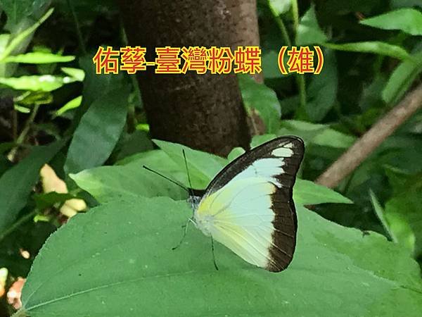 新竹市安親班-翩翩飛舞蝶與蛾(鱗翅目)