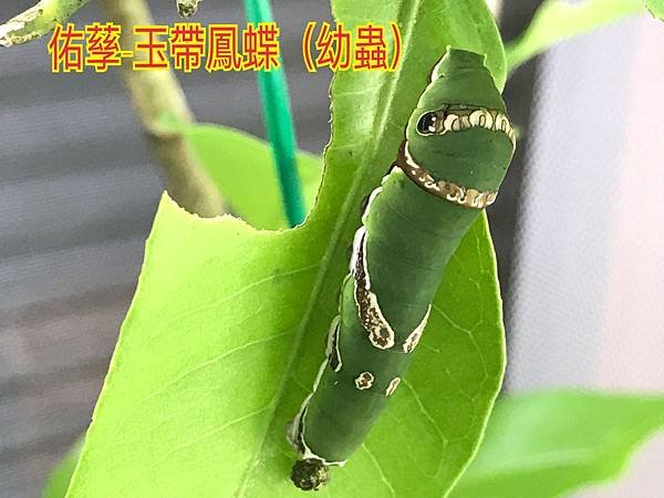 新竹市安親班-翩翩飛舞蝶與蛾(鱗翅目)