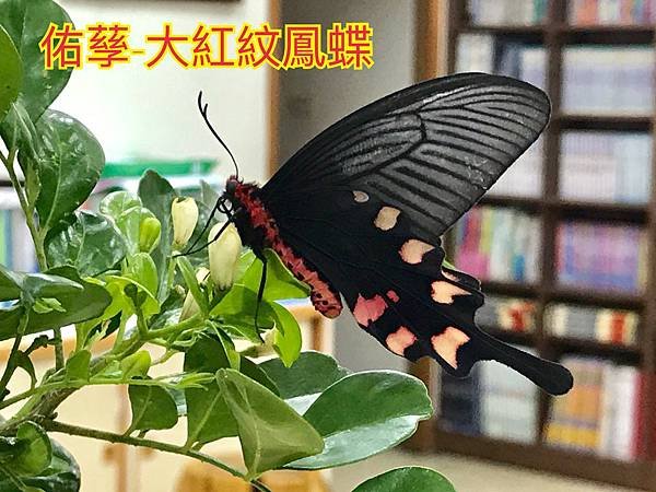 新竹市安親班-動物的生活(6上自然)