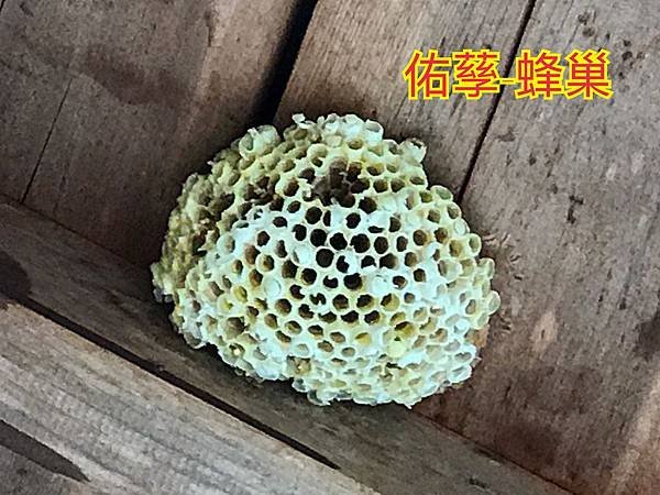 新竹市安親班-昆蟲王國(四下自然)