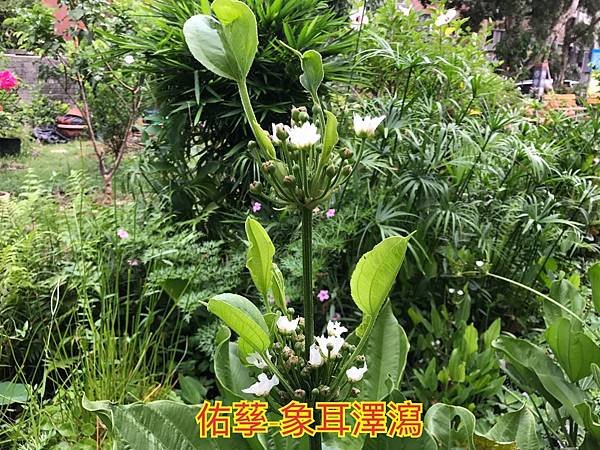 新竹市安親班-自然探索水中植物(4上自然)