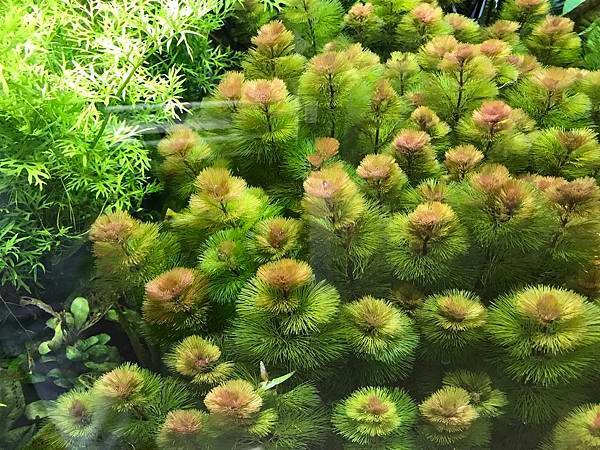 新竹市安親班-自然探索水中植物(4上自然)