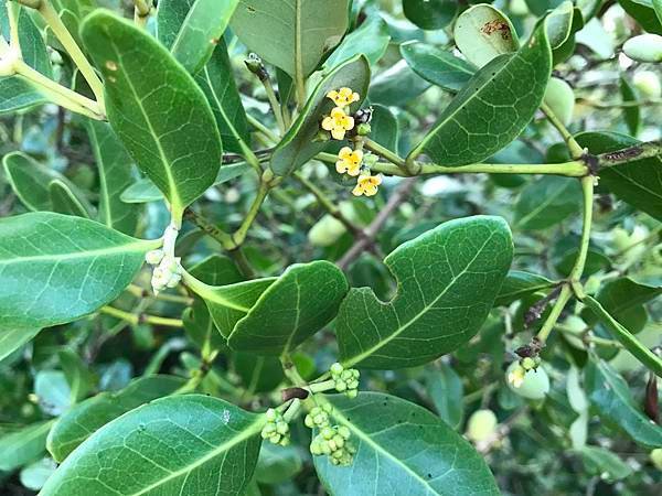 新竹市安親班-佑孳漫談紅樹林溼地