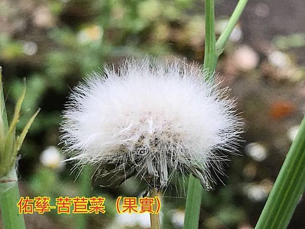 自然探索四季的變遷-春季篇