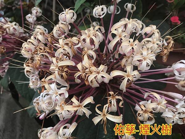 自然探索四季的變遷-春季篇
