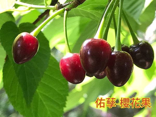 自然探索四季的變遷-春季篇