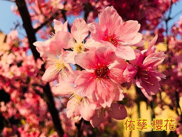 自然探索四季的變遷-春季篇