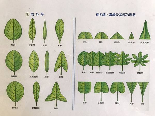 新竹市安親班-自然探索植物的身體(3上自然)