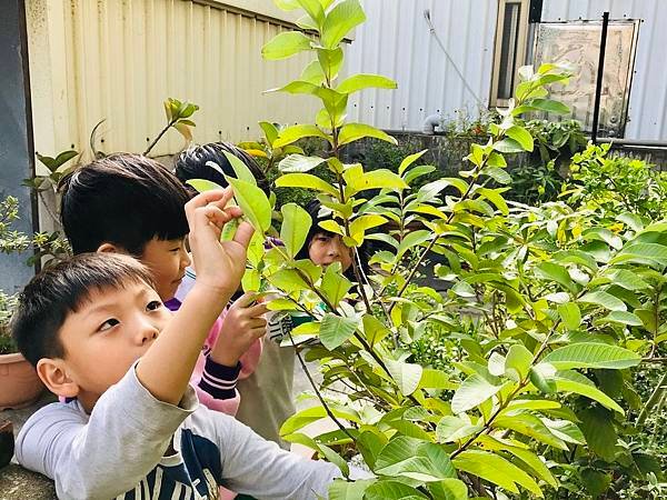 新竹市安親班-自然探索植物的身體(3上自然)