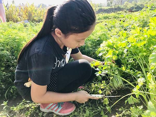 新竹市安親班-芹菜的成長小故事