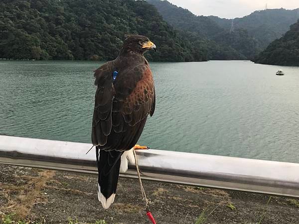 佑孳仿生教學-向鳥兒學飛翔