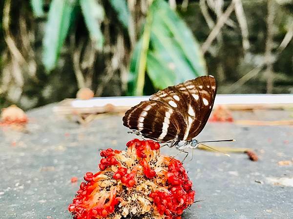 新竹市安親班-昆蟲王國(四下自然)