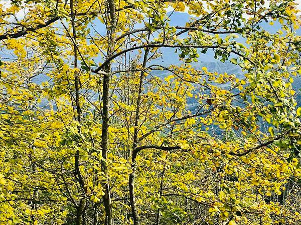 季節限定-深山夢幻的金色花園(銀杏)