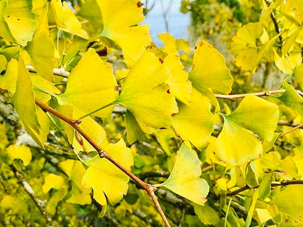 季節限定-深山夢幻的金色花園(銀杏)