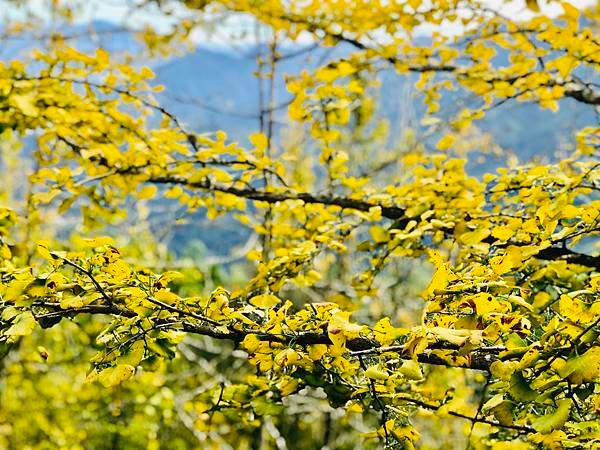 季節限定-深山夢幻的金色花園(銀杏)