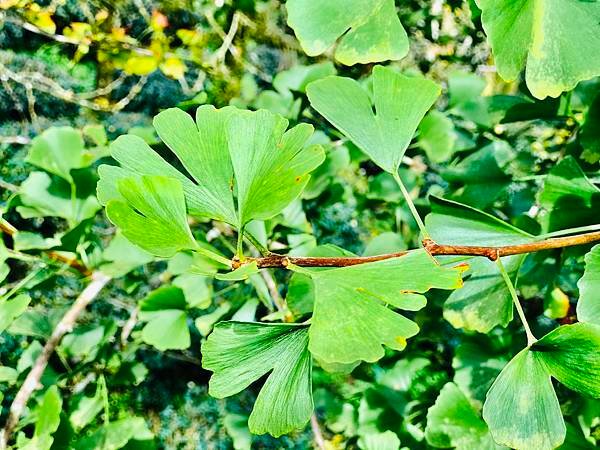 季節限定-深山夢幻的金色花園(銀杏)