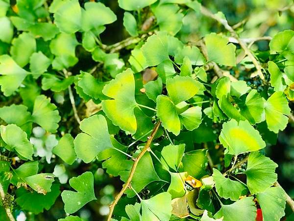 季節限定-深山夢幻的金色花園(銀杏)