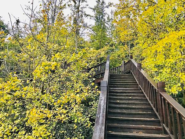 季節限定-深山夢幻的金色花園(銀杏)